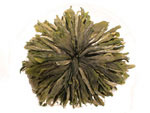 Green Tea Anemone