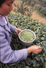 Lady farmer