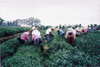 Small tea farm